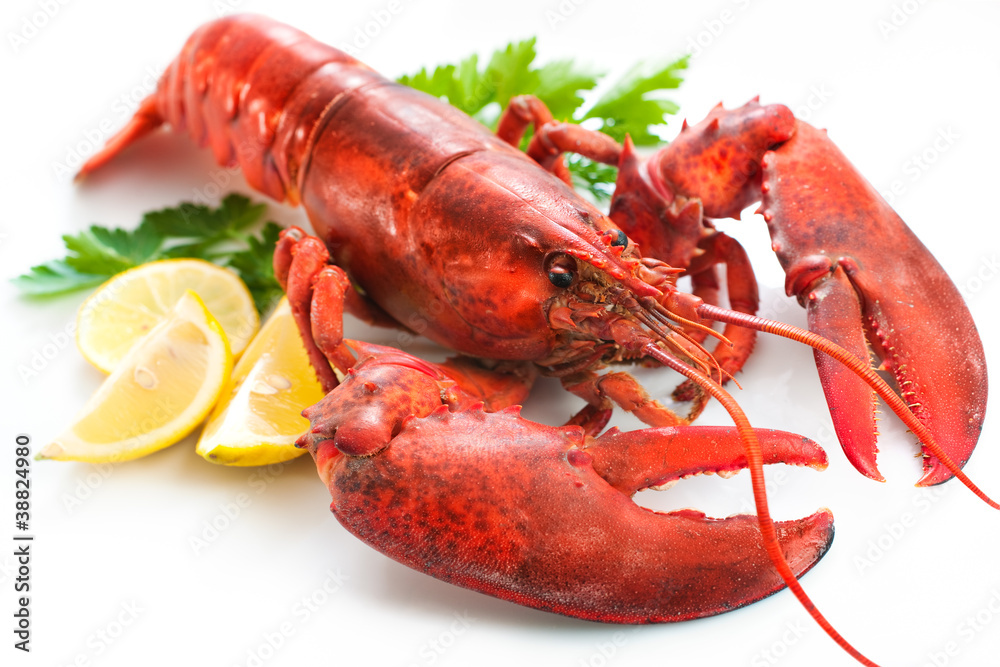 Lobster - obrazy, fototapety, plakaty 