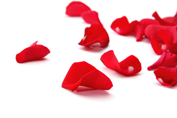 Rose petals isolated on white background