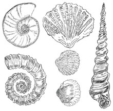 Shells Of Marine Fauna