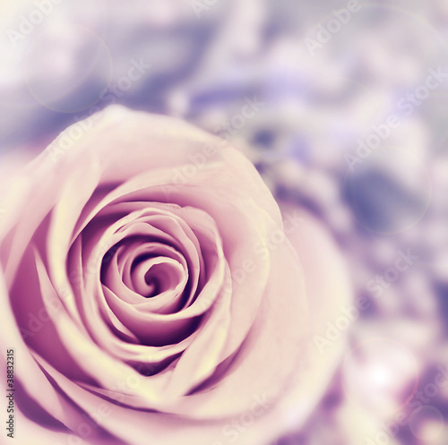 Naklejka na szybę Dreamy rose abstract background