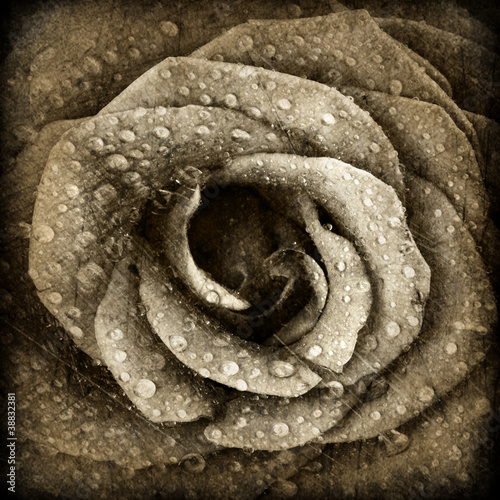 Naklejka - mata magnetyczna na lodówkę Sepia rose background