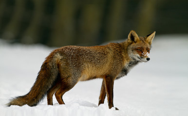 Wall Mural - Red Fox in the snow