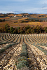 Wall Mural - champ de lavande en automne