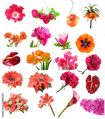 red flowers collection