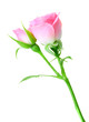 Pink rose and bud on a green stalk