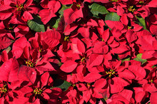 Background Of Red Poinsettia Christmas Flower