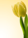 Fototapeta Perspektywa 3d - Yellow tulip background