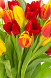 Fototapeta Tulipany - Colorful tulips close up