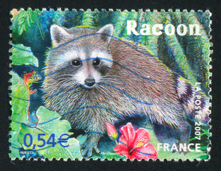 Wall Mural - Raccoon