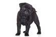 Pug puppy on white background