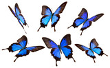 Fototapeta Motyle - Papilio Ulisses buitterflies on white background