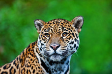 Jaguar - Panthera Onca