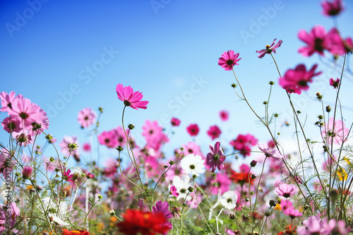 Spring flower