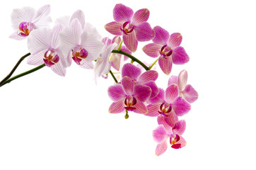 Sticker - Orchideenrispen