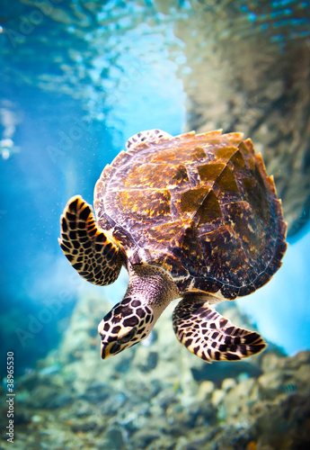 eretmochelys-imbricata