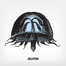 Engraving Vintage Jellyfish.