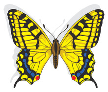 Painted Swallowtail Butterfly