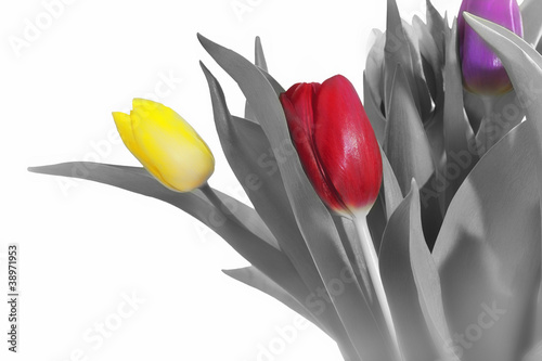 Obraz w ramie Tulips