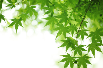 green maple leaves
