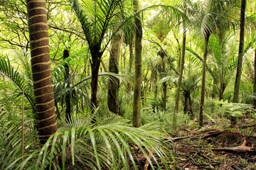 Canvas Print - Tropical jungle