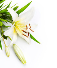 Madonna Lily Isolated On A White Background