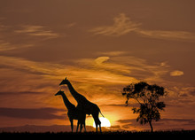 Sunset And The Giraffes Silhouette In Africa