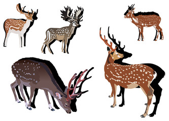 Wall Mural - five sika deer with shadows