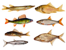 Seven Isolated Freshwater Fishes Collection