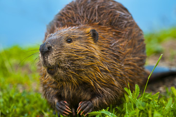 wild beaver