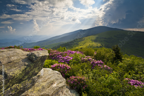 Photo Appalachian Trail Roan Mountains Rhododendron Bloom