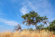 canvas print picture African shepherd's tree (Boscia albitrunca)