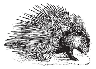 Poster - Porcupine, vintage engraving.