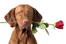 Dog With Rose In Mouth