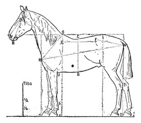 Wall Mural - proportions of the horse, vintage engraving.