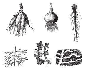 Poster - Different stages of Dahlia roots vintage engraving