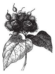 Wall Mural - annatto (fruit) or roucou, vintage engraving.