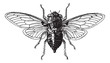 Fig 14. Cicada, vintage engraving.