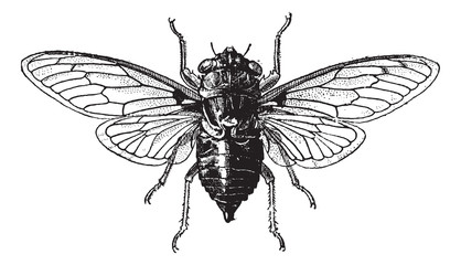 Wall Mural - fig 14. cicada, vintage engraving.