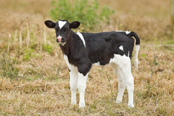 Newborn calf