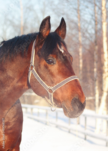 Plakat Konie   portret-zimowy-konia-zatoki