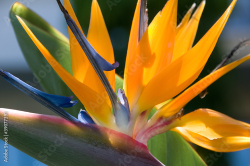 Obraz w ramie Bird Of Paradise Flower