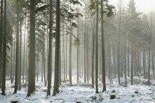 Coniferous Forest On A Frosty Winter Morning