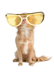 Dog with huge glasses