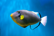 Photo Of Exclusive Triggerfish