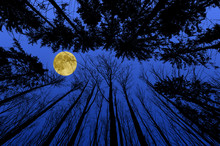 Night Forest With Trees Silhouettes On Blue Night Sky