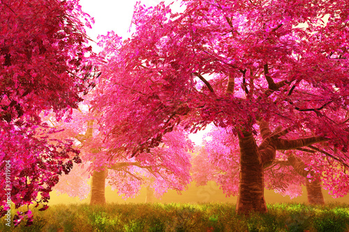 Fototapeta do kuchni Mysterious Cherry Blossom Trees