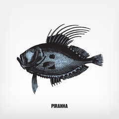 Engraving vintage Piranha illutration.