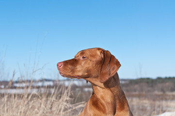 Wall Mural - Vizsla Dog in a Field