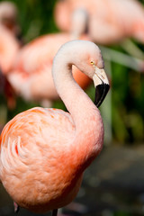 Wall Mural - Chilean Flamingo