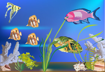 Wall Mural - tropical fishes in sea illustration